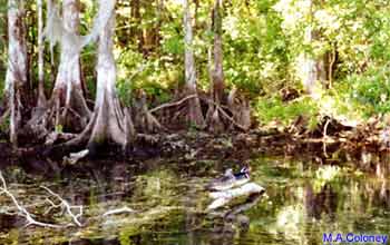 Florida swamps