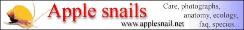 Apple snail website