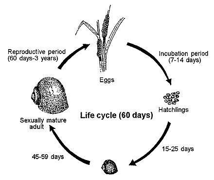 Life cycle