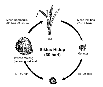 Life cycle