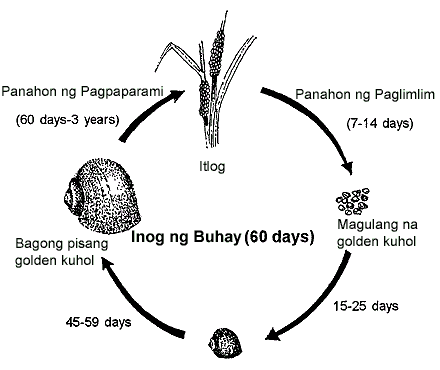 Life cycle