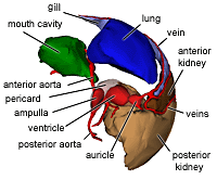 circulation