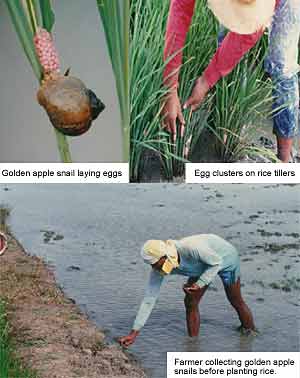 golden apple snails