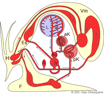 circulation