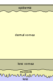 cornea