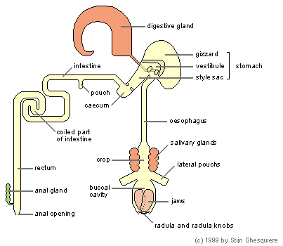 Overview of the digestive system