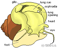 shell opening view