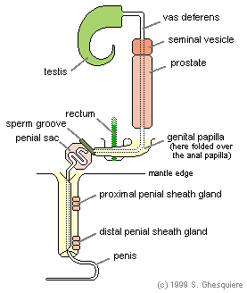 male reproductive system