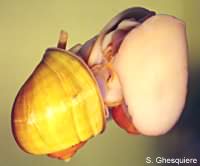 Pomacea bridgesi