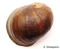 megastoma