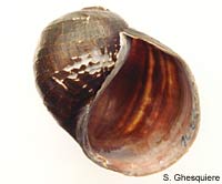 Asolene (Pomella) megastoma