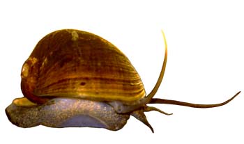 Asolene megastoma