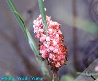 Fire ants on eggs