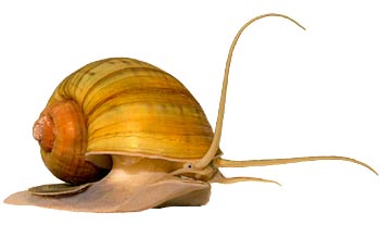 Pomacea canaliculata