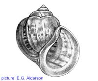 Pomacea columellaris