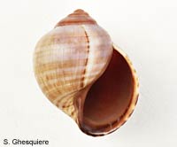 Pomacea columellaris