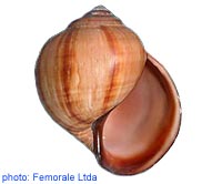 Pomacea columellaris